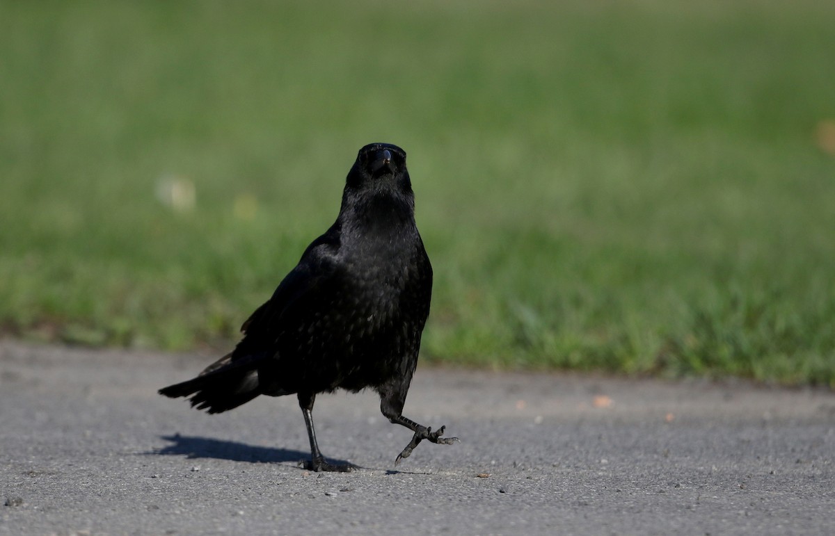 American Crow - Jay McGowan