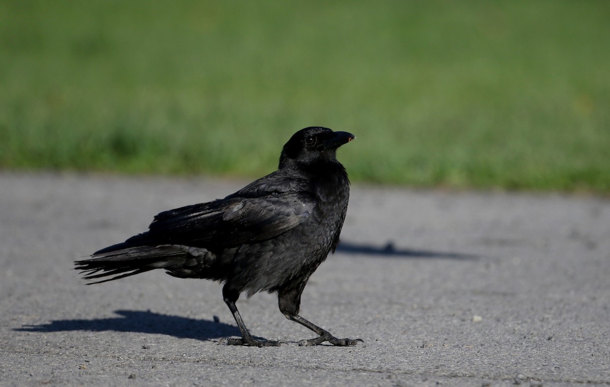 American Crow - Jay McGowan