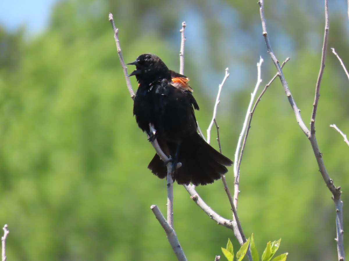 Red-winged Blackbird - Scott Clark