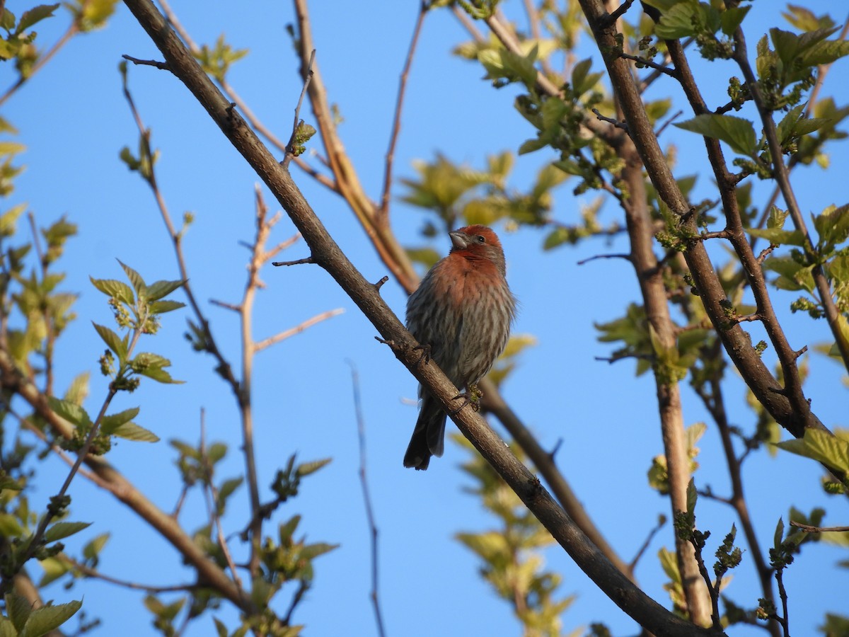 メキシコマシコ - ML234366581