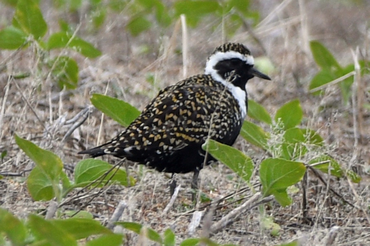 American Golden-Plover - Timothy Carstens