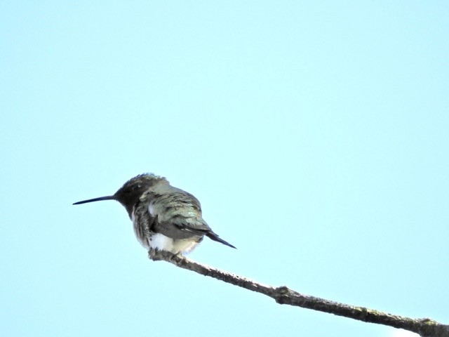 Ruby-throated Hummingbird - ML234367951