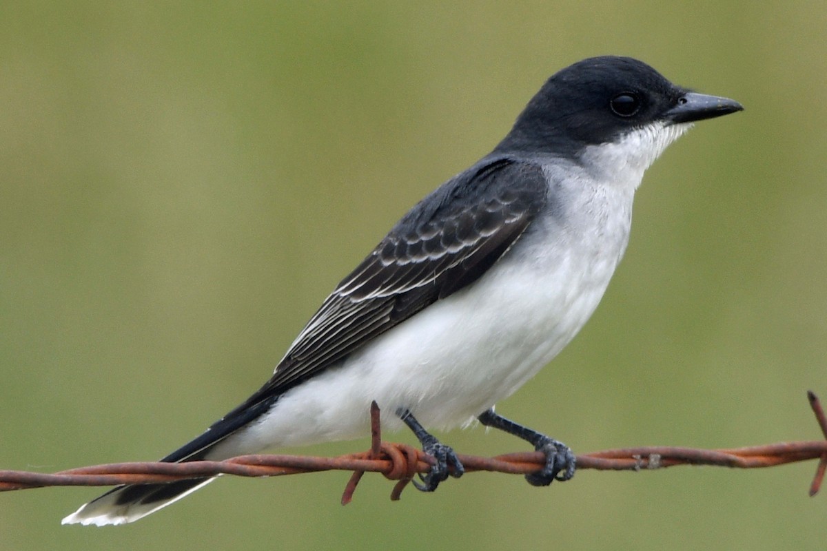 Eastern Kingbird - ML234368071