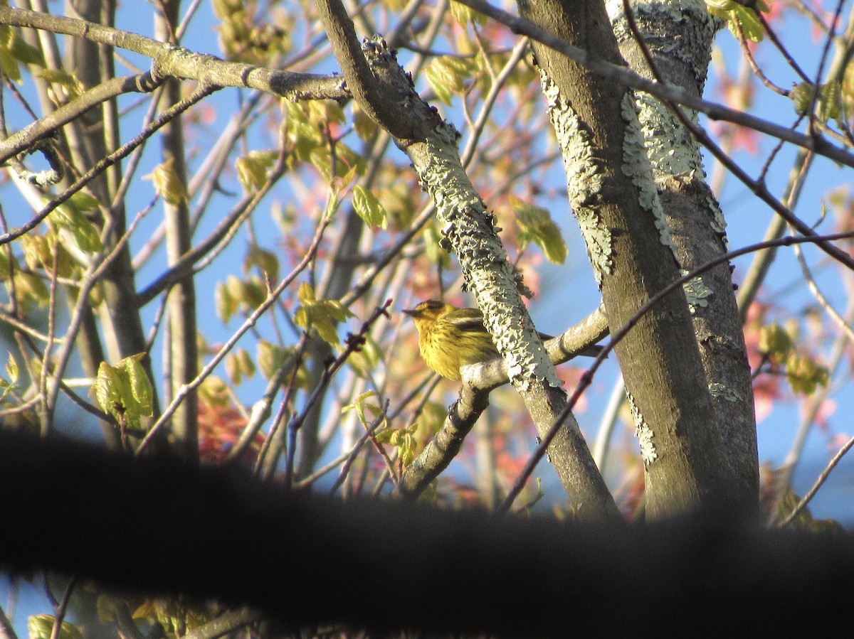 Cape May Warbler - ML234368351