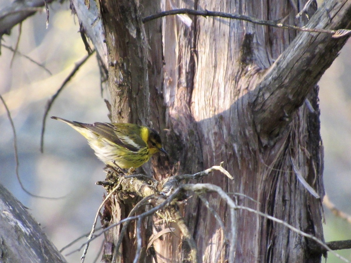 Cape May Warbler - David Mathieu