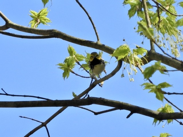 Black-throated Green Warbler - ML234368401