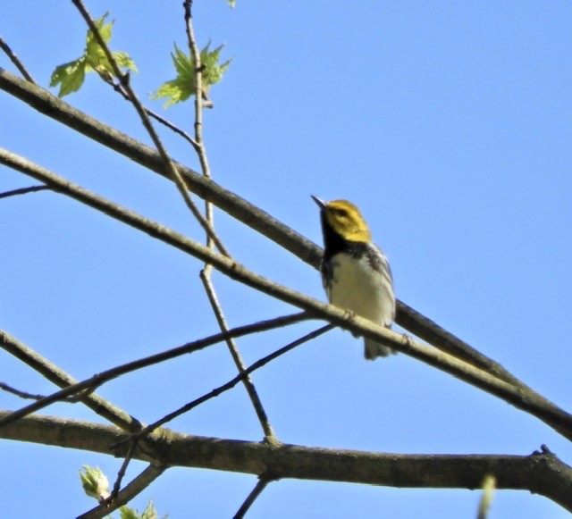 Black-throated Green Warbler - ML234368421