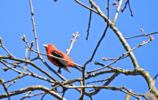 Scarlet Tanager - ML234368551