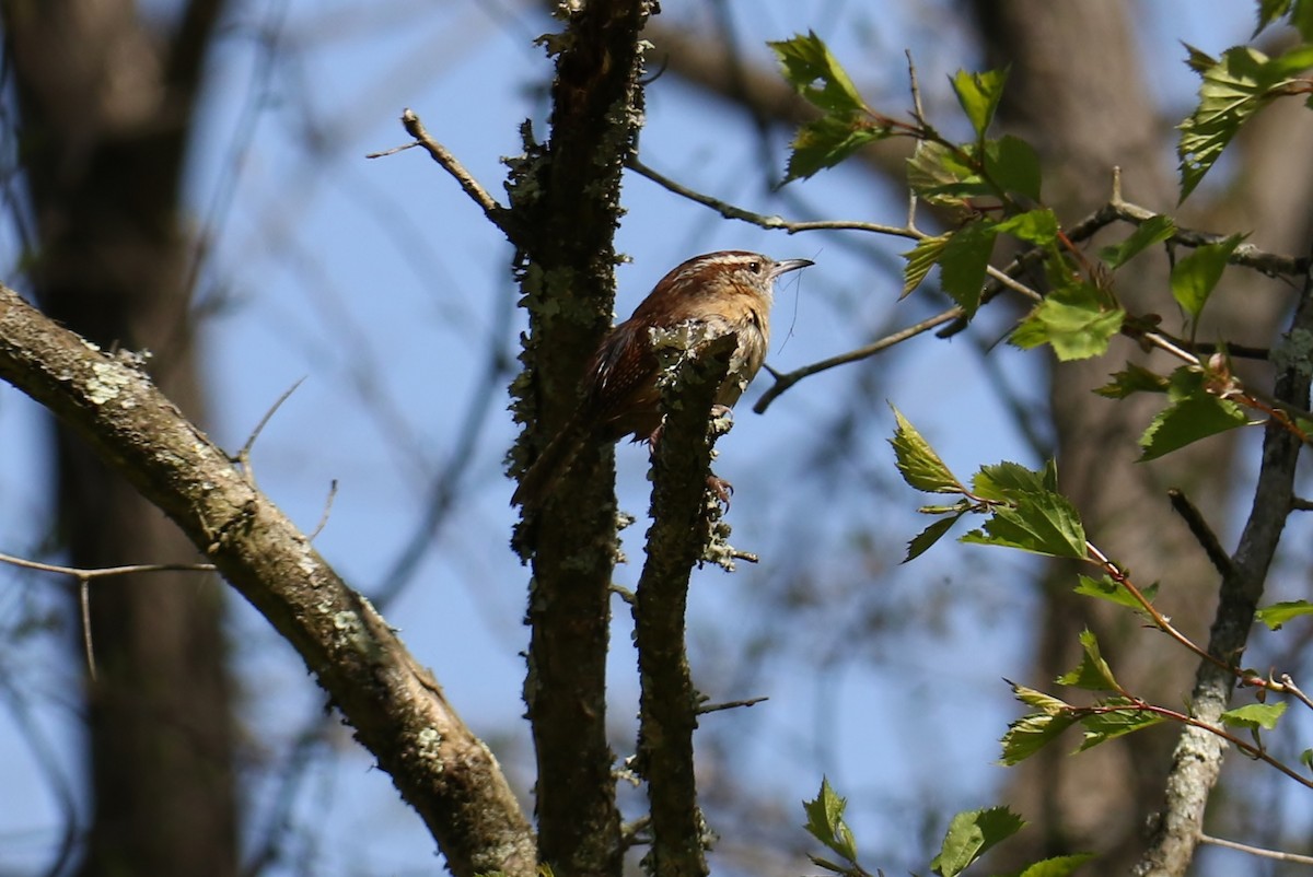 Carolina Wren - ML234368631