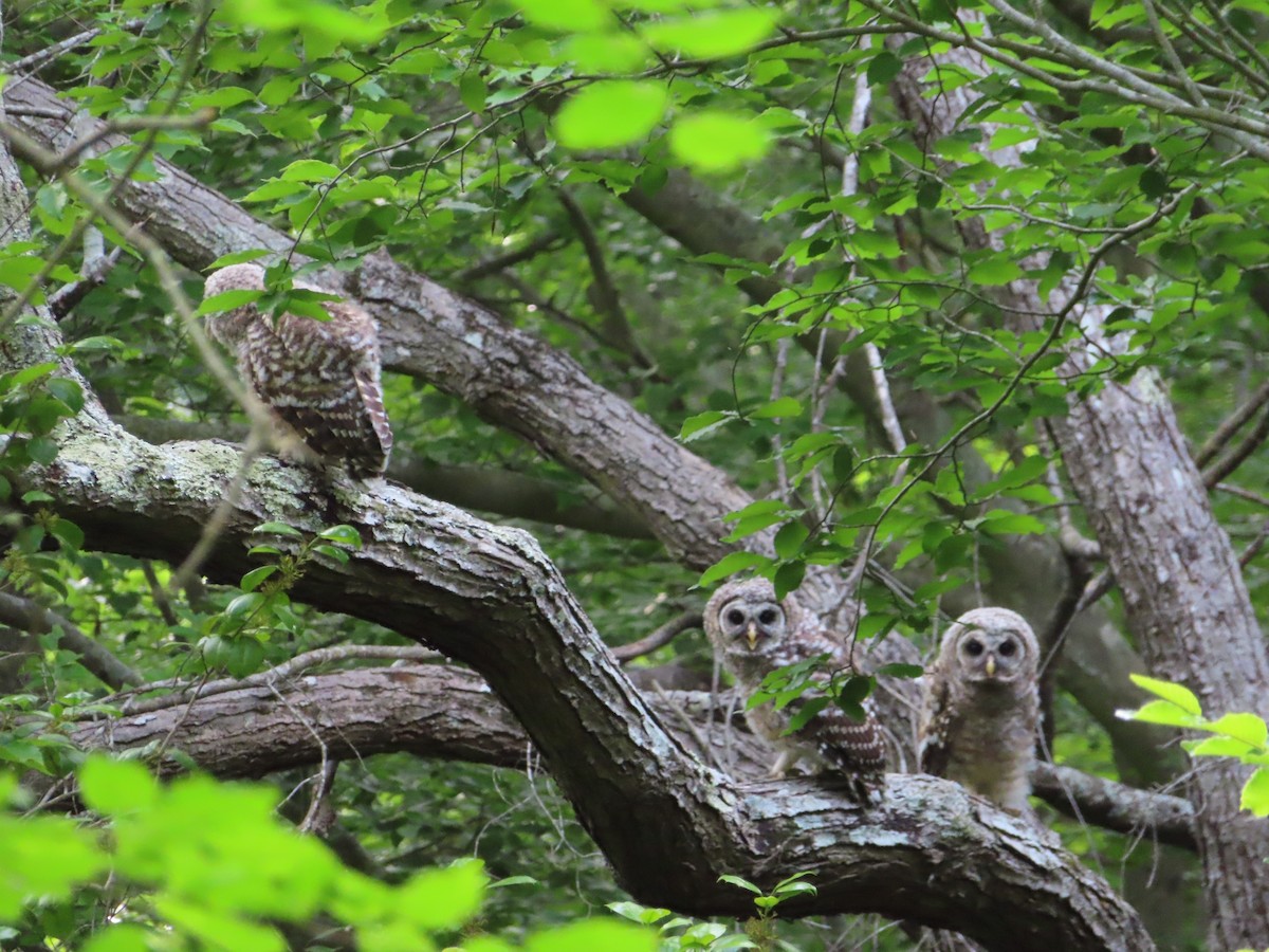 Barred Owl - Steve and Nancy Schecter