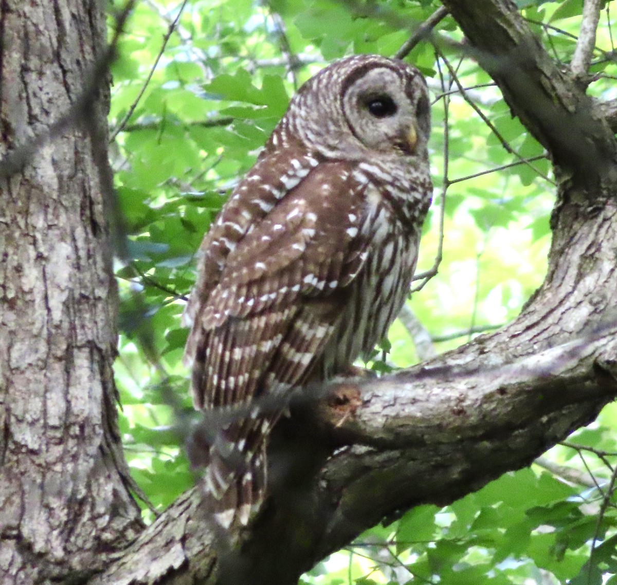 Barred Owl - ML234368921