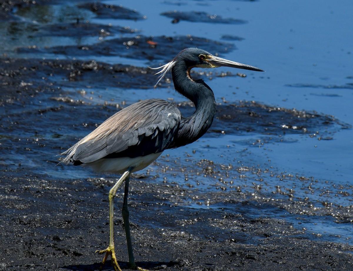 Tricolored Heron - ML234368951