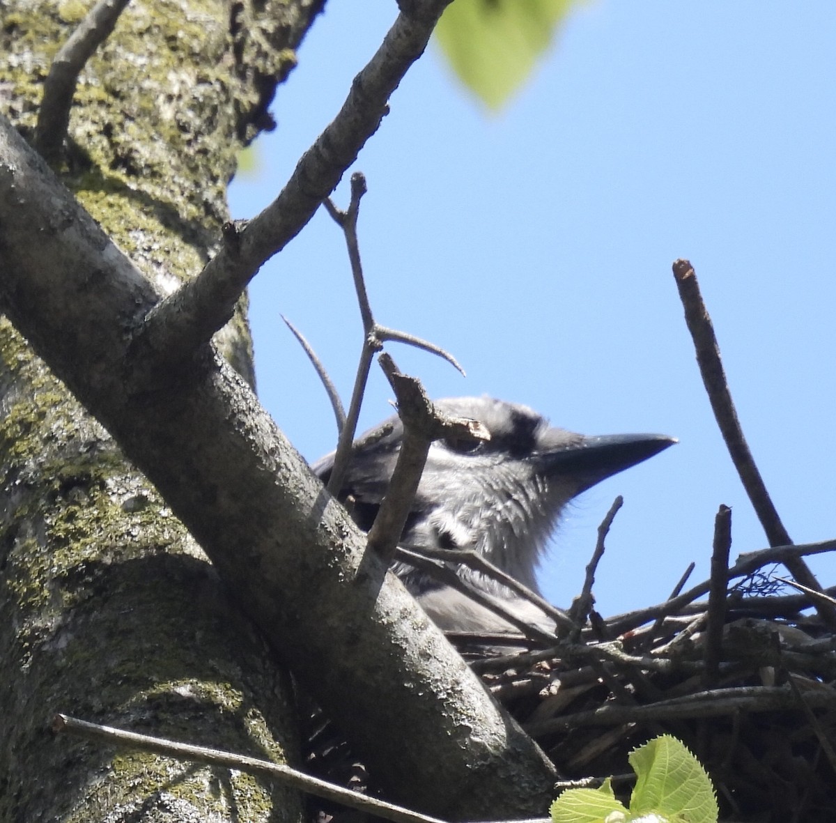 Blue Jay - Anna Testone