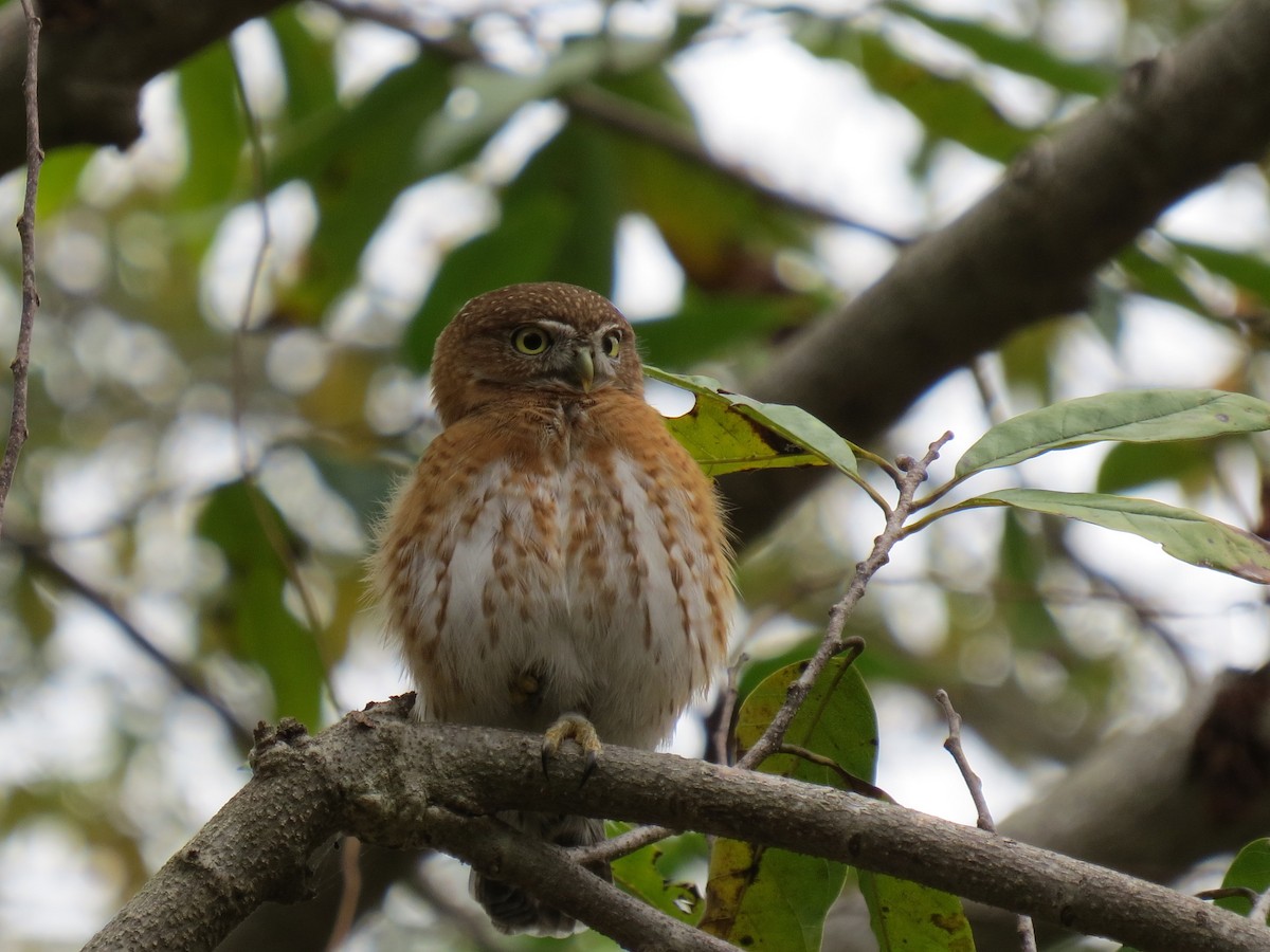 Cuban Pygmy-Owl - ML234376711