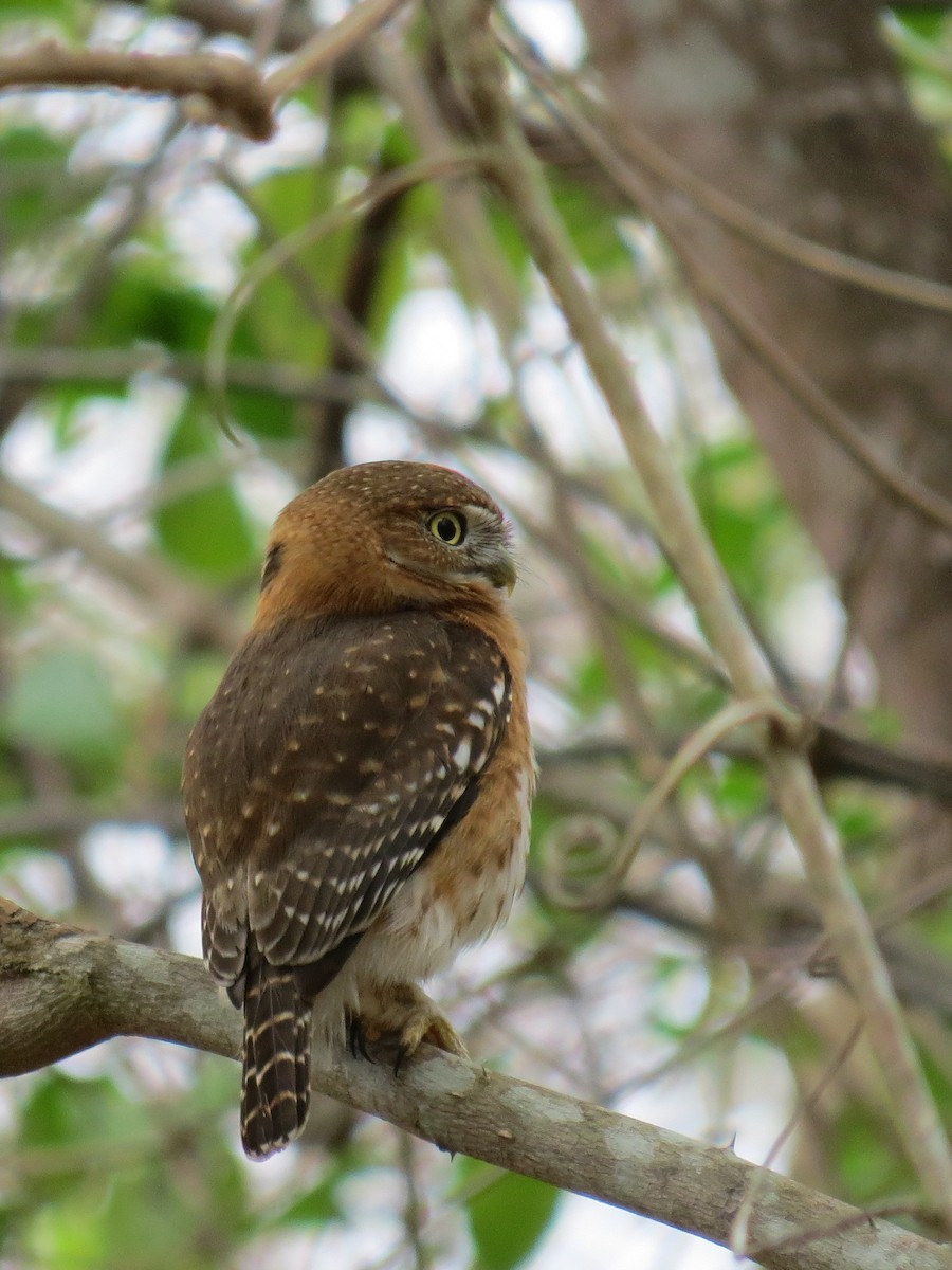 Cuban Pygmy-Owl - ML234376721