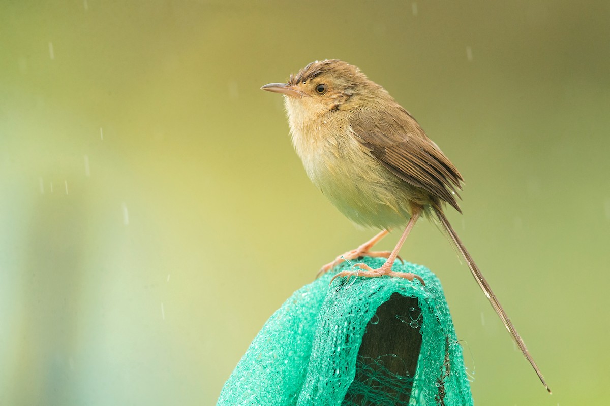 Plain Prinia - ML234376971