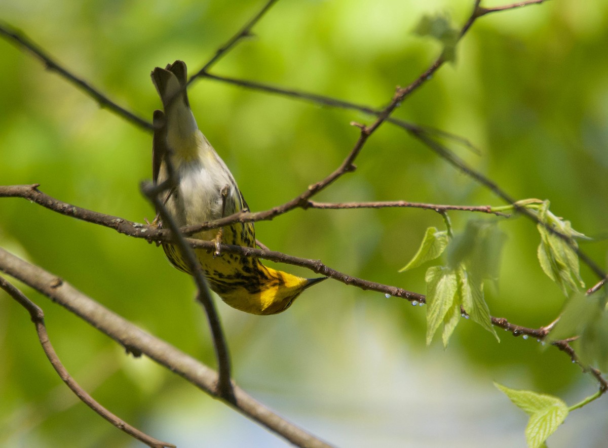 Cape May Warbler - Brian O'Connor