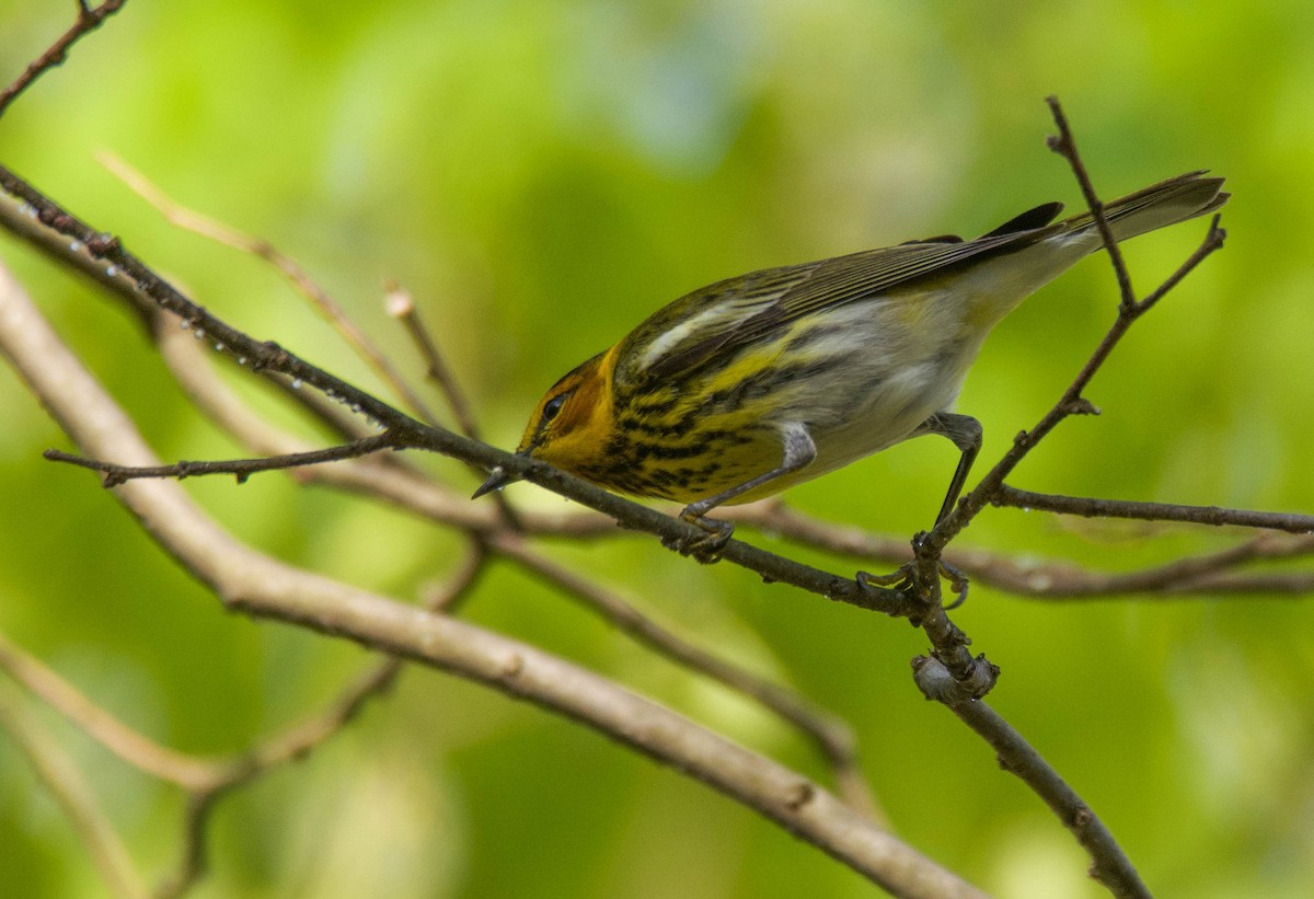 Cape May Warbler - Brian O'Connor