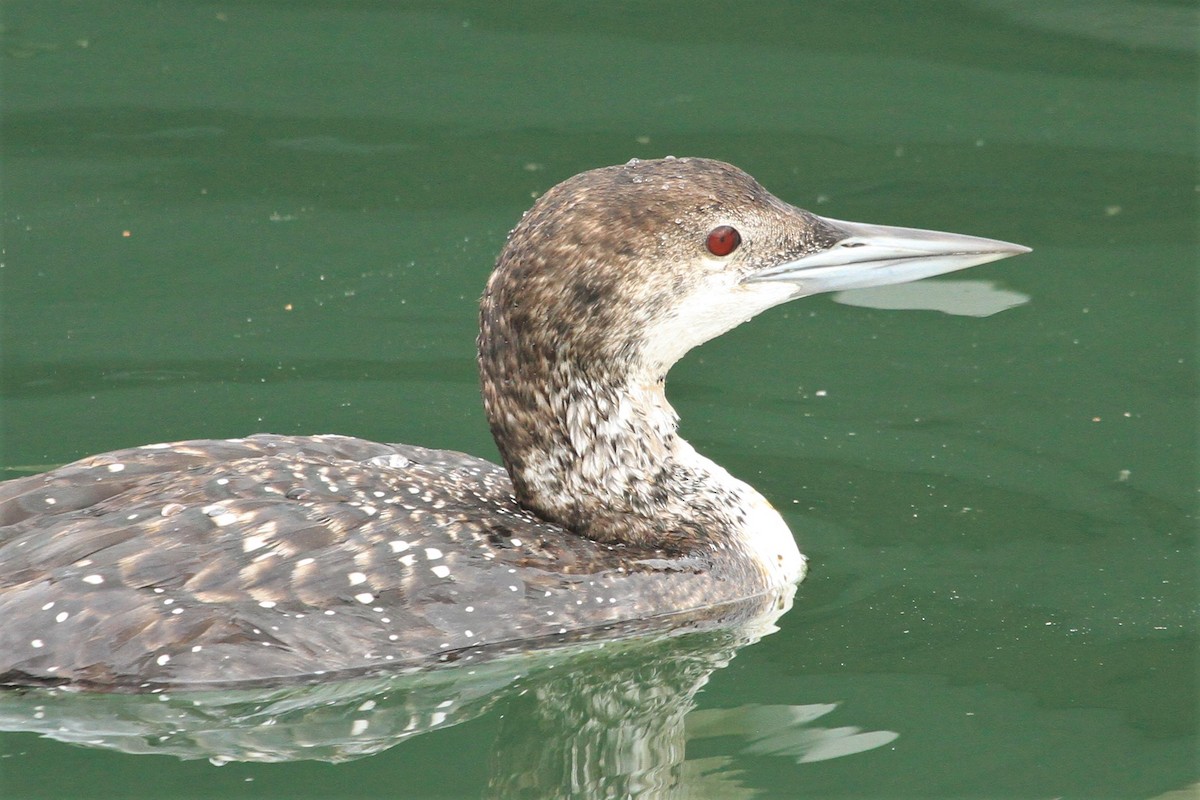 Common Loon - ML234379261