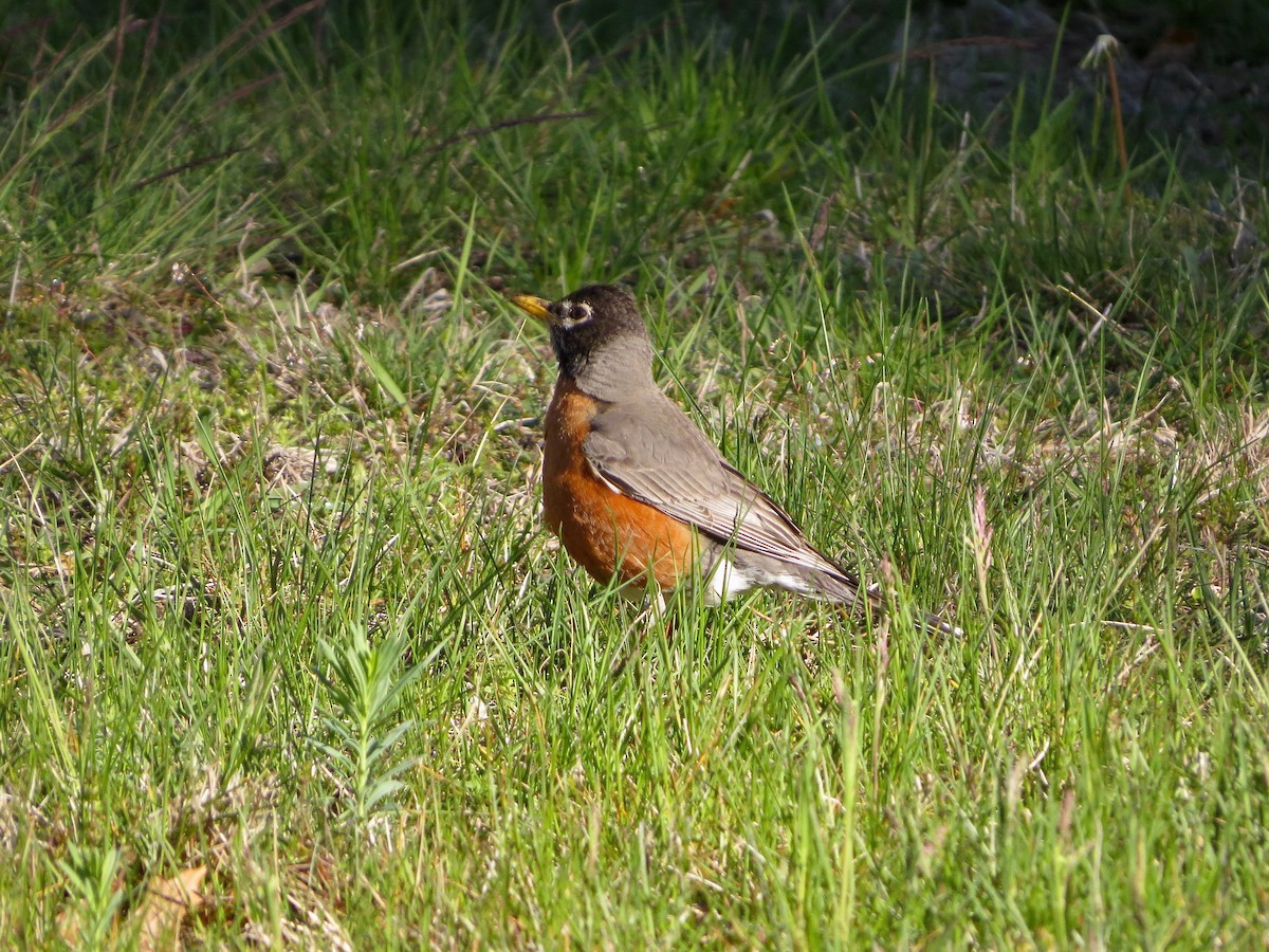 American Robin - ML234379721