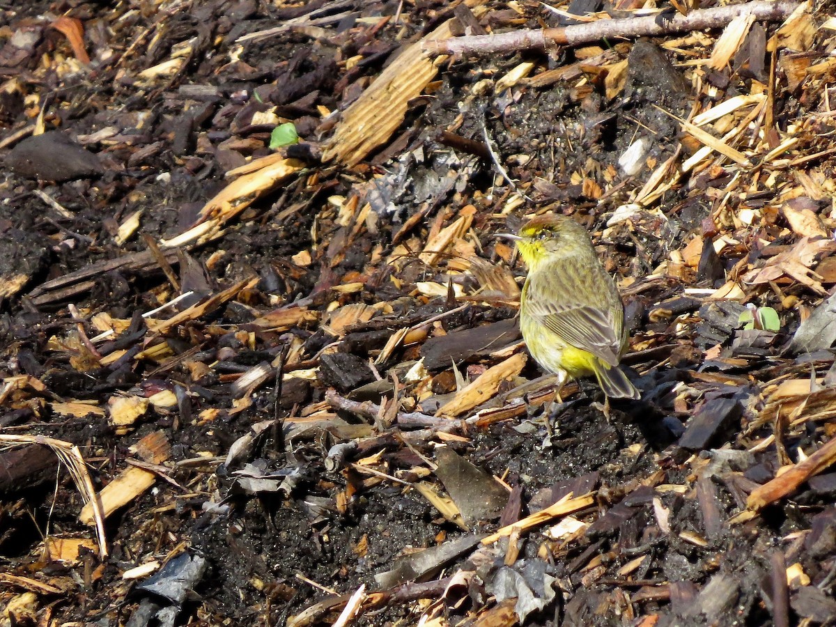 Palm Warbler - ML234379861