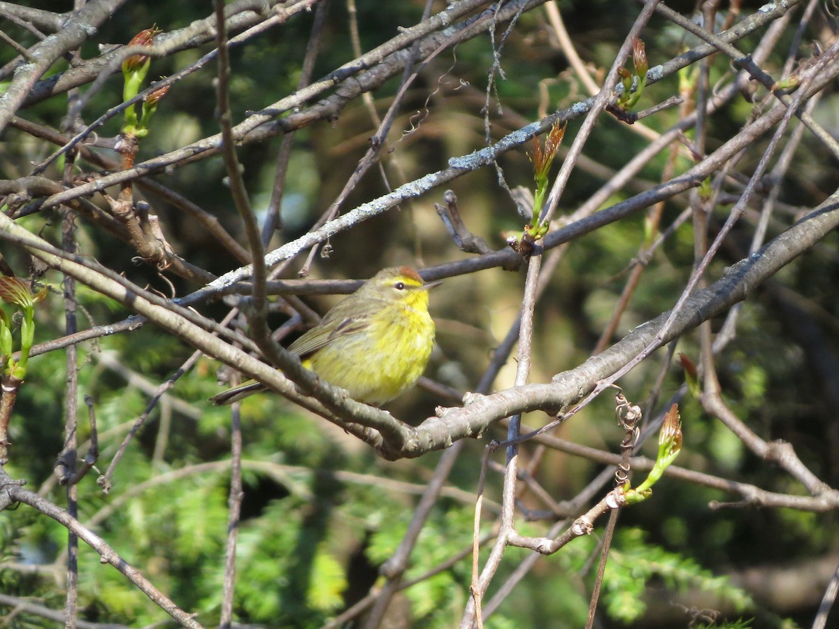 Palm Warbler - ML234379891