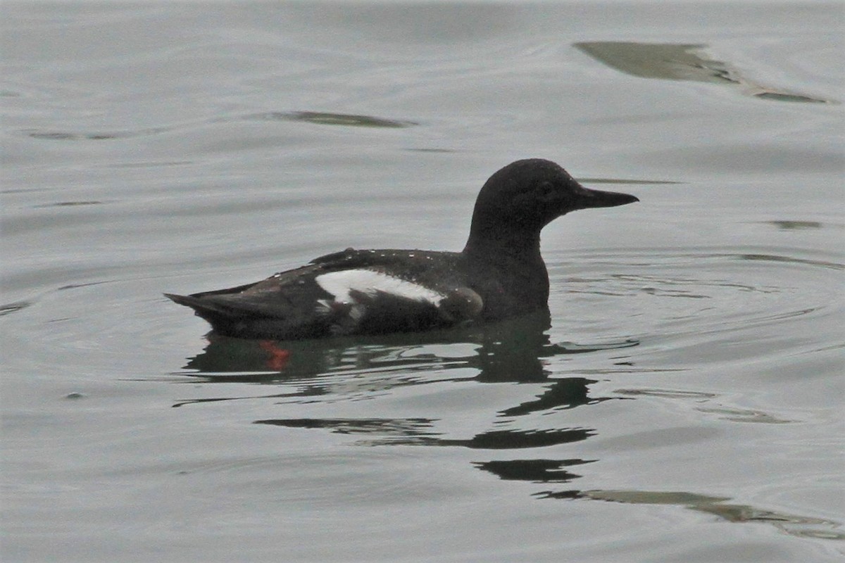 Pigeon Guillemot - ML234380111