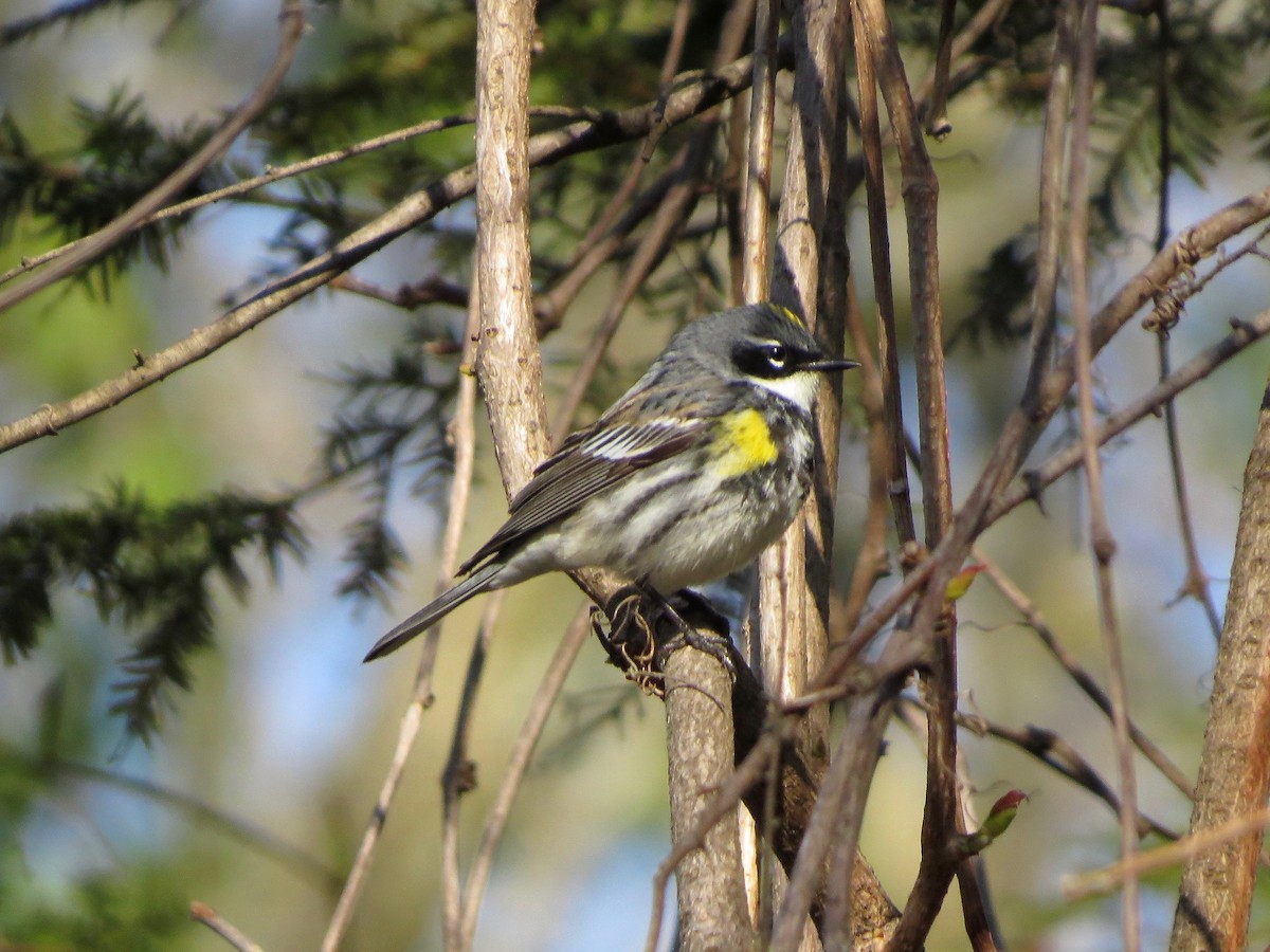 Yellow-rumped Warbler (Myrtle) - ML234380121