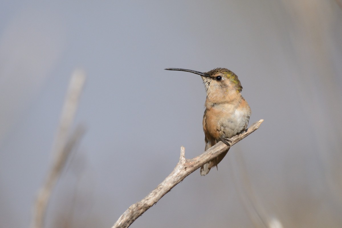 Lucifer Hummingbird - ML234380421