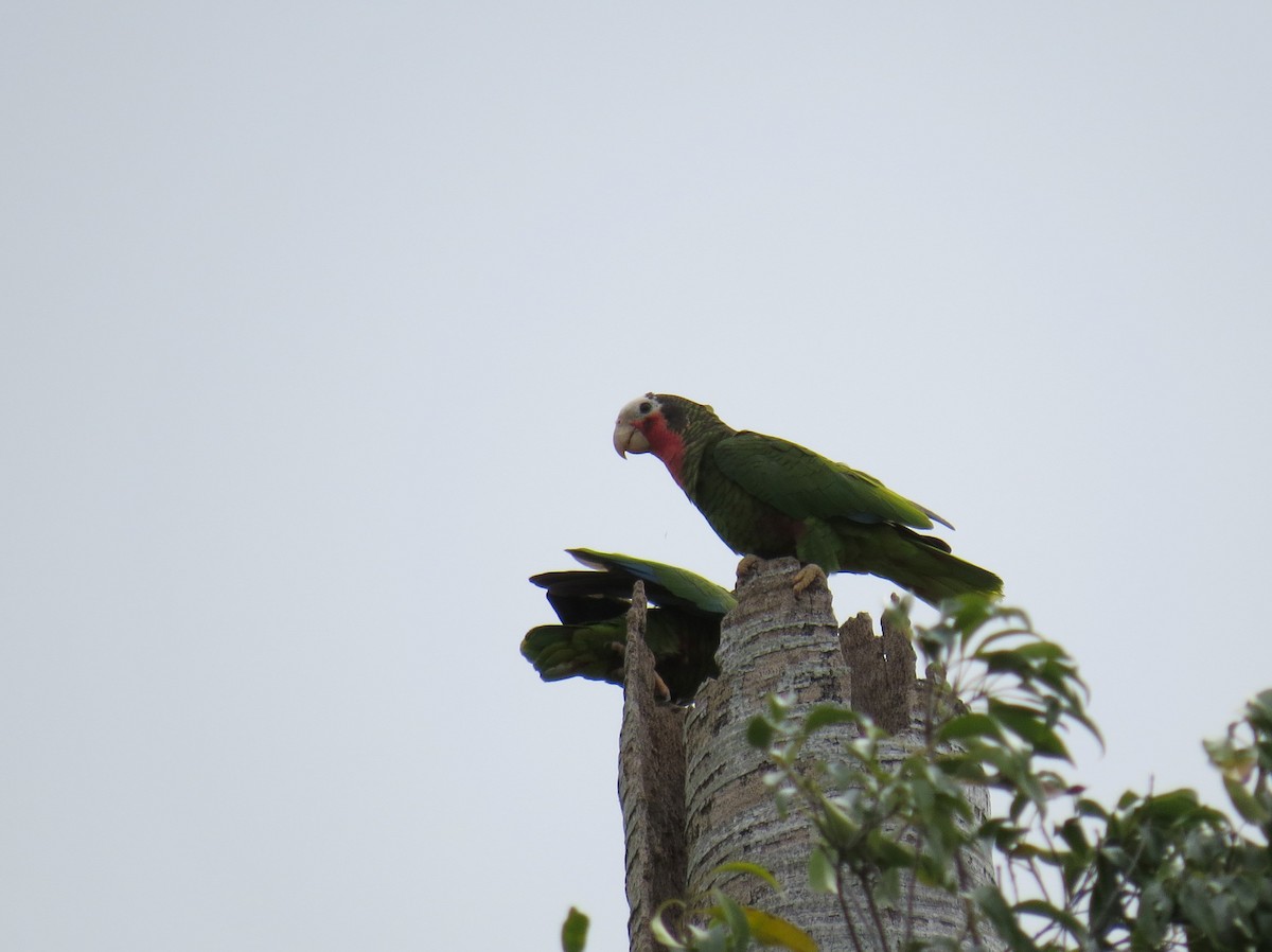 サクラボウシインコ - ML234380651