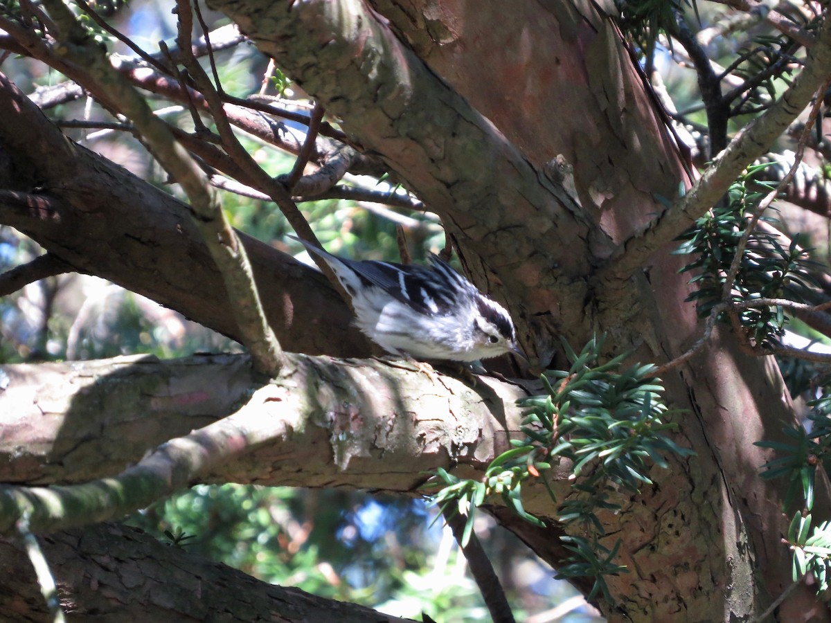 Black-and-white Warbler - ML234380741
