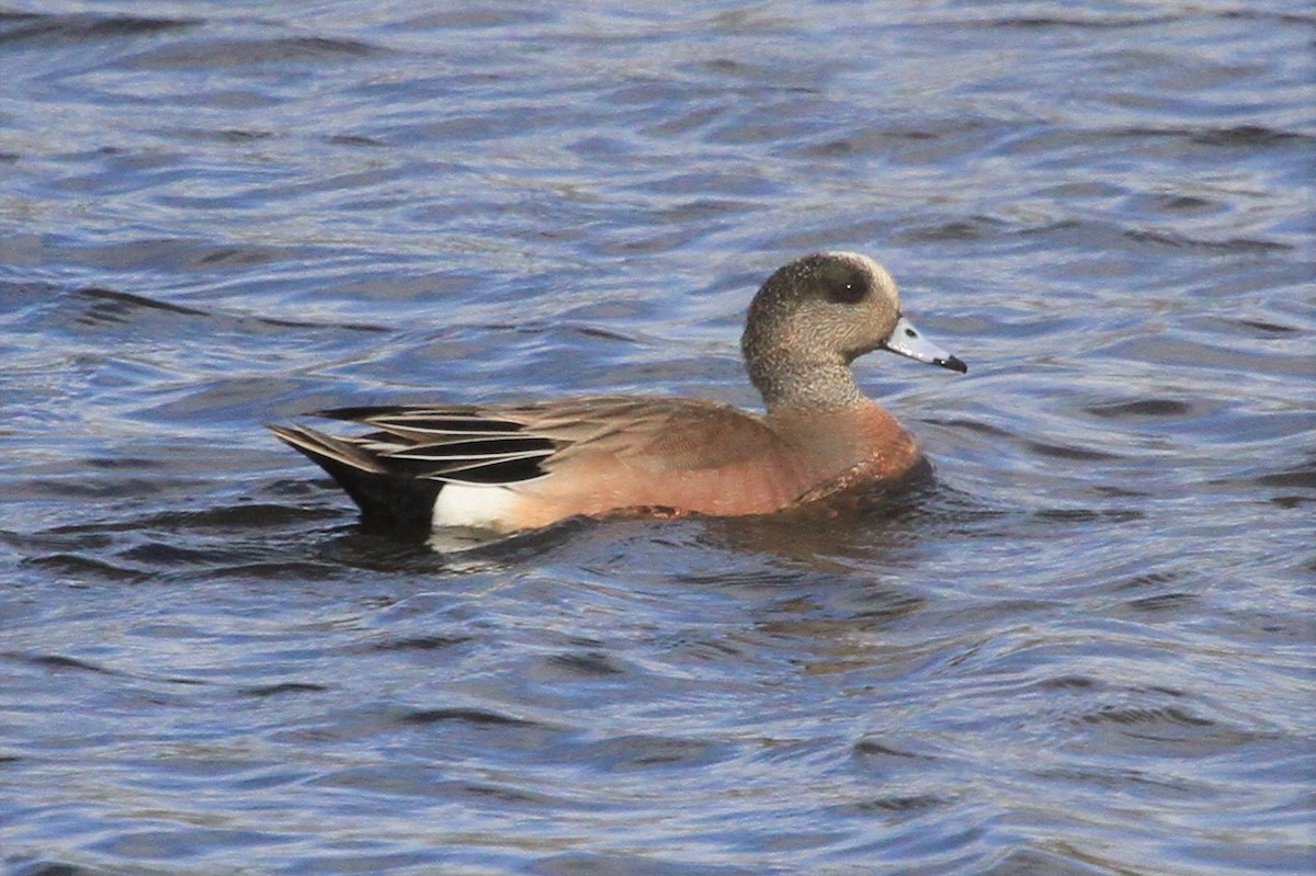 American Wigeon - ML234382561