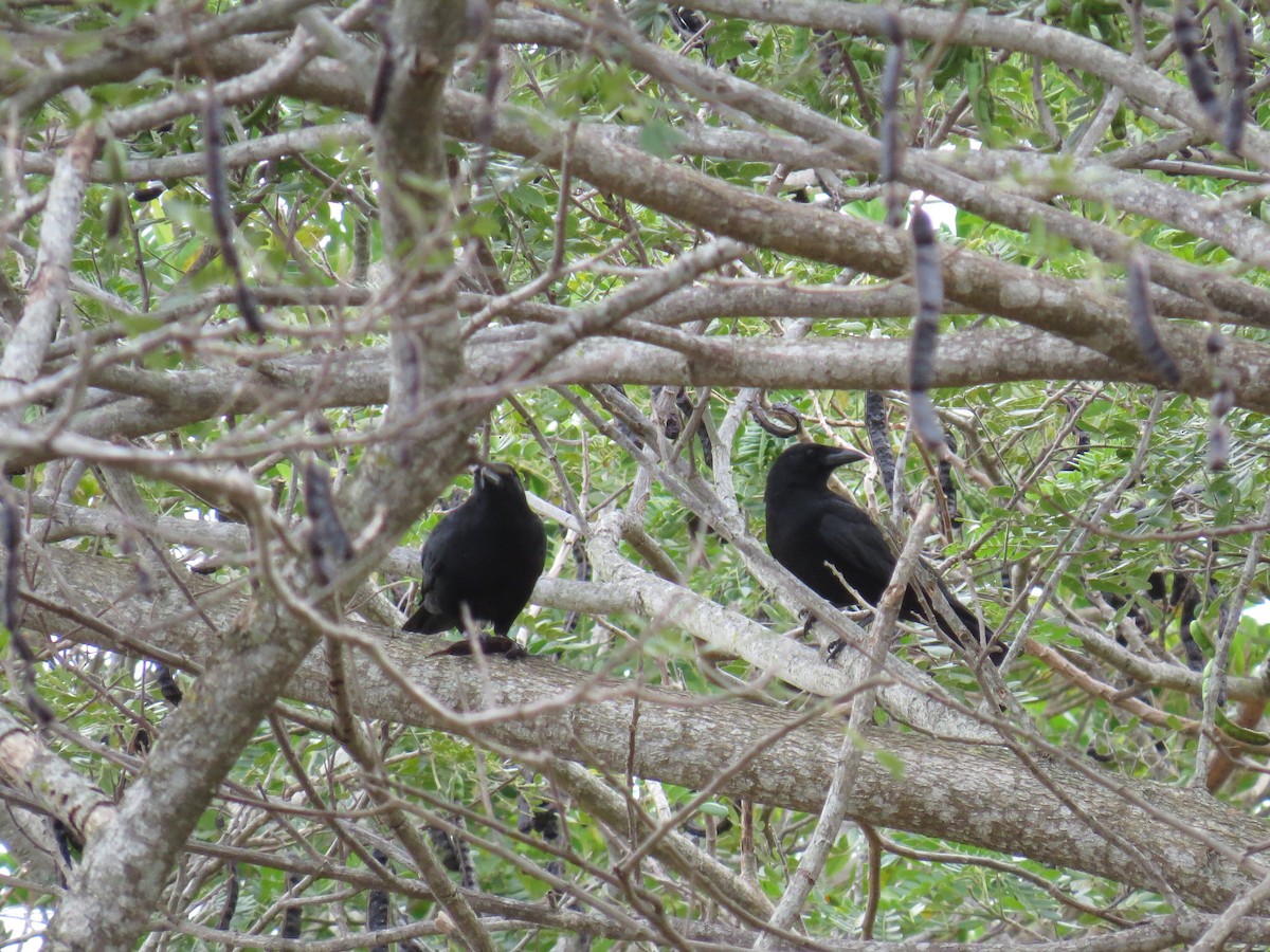 Cuban Palm-Crow - ML234382861