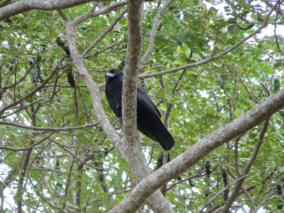 Cuban Crow - ML234383401