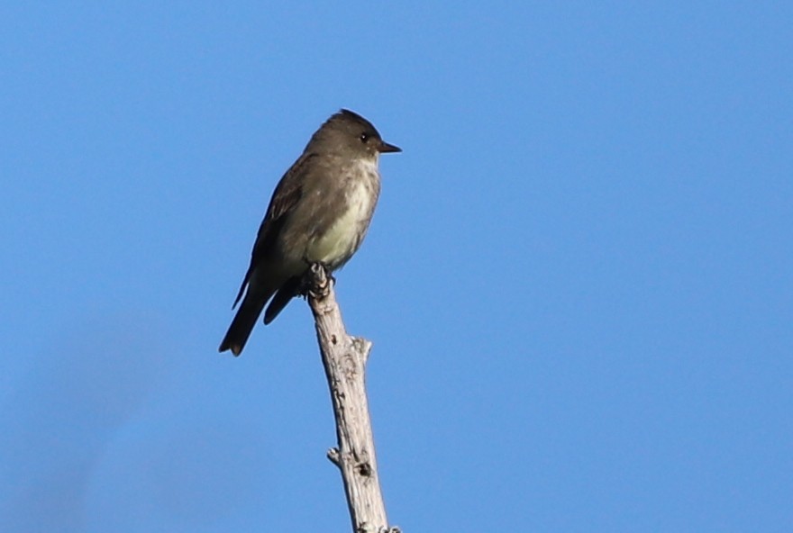 Olive-sided Flycatcher - ML234384081