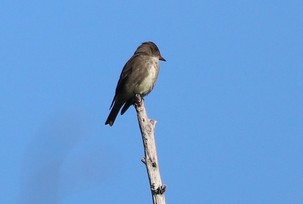 Olive-sided Flycatcher - ML234384171