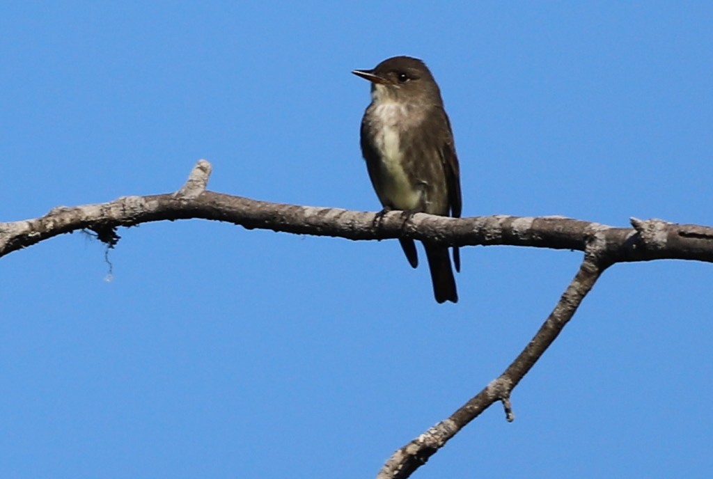 Olive-sided Flycatcher - ML234384361