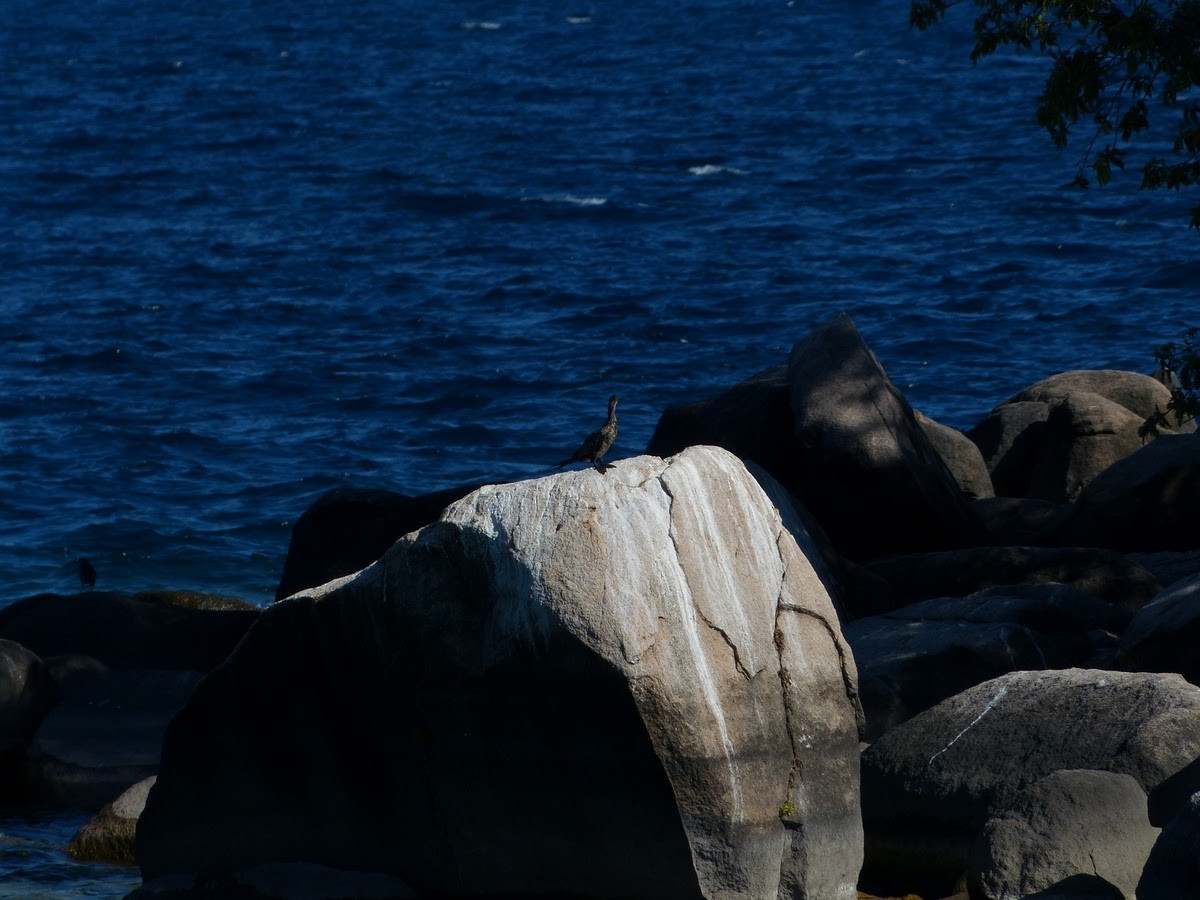 Long-tailed Cormorant - Andy Frank