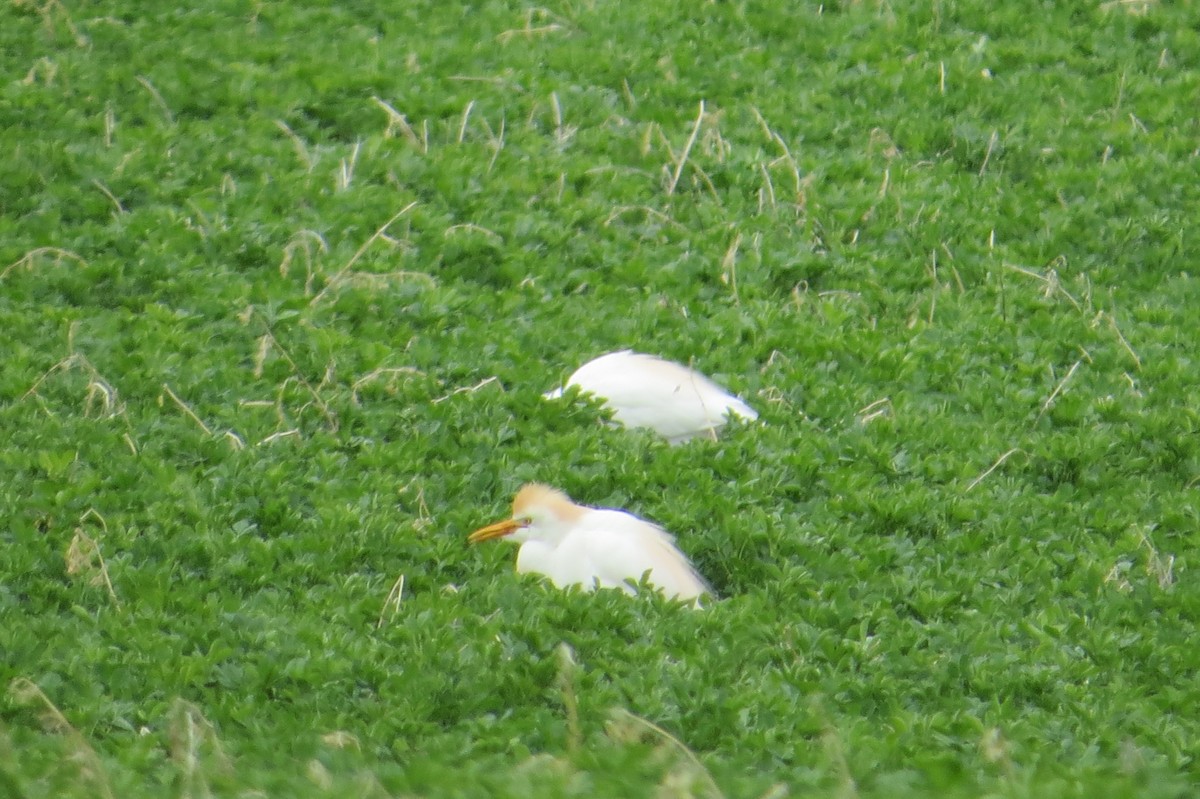 Western Cattle Egret - Josh Wallestad