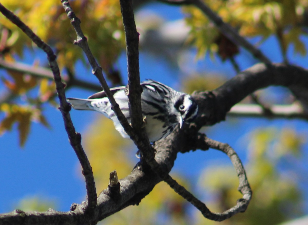 Black-and-white Warbler - ML234387891