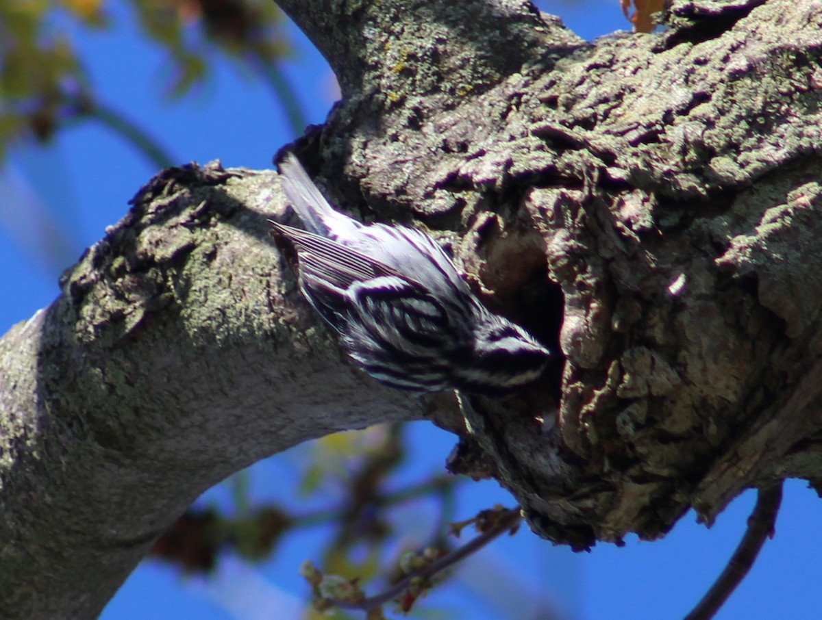 Black-and-white Warbler - ML234387911