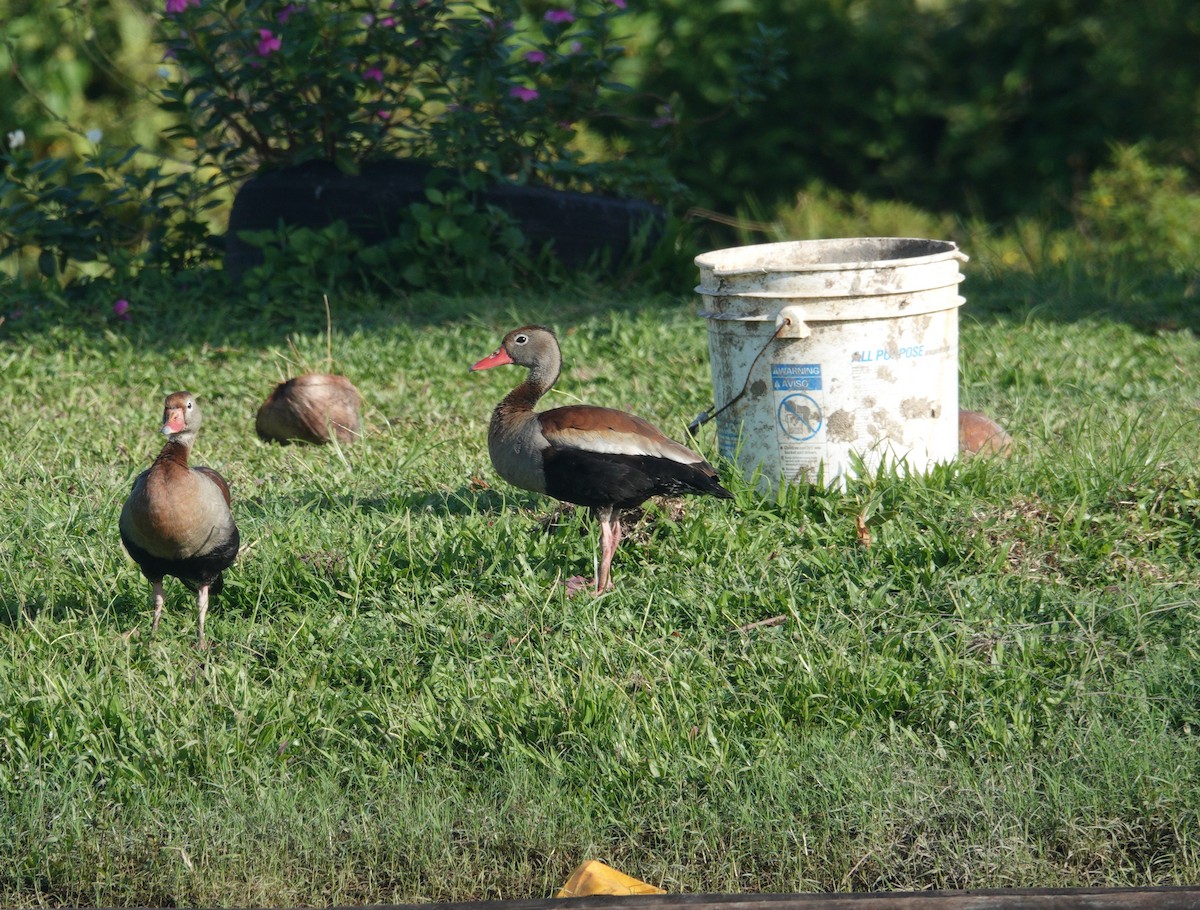 Black-bellied Whistling-Duck - ML234388751