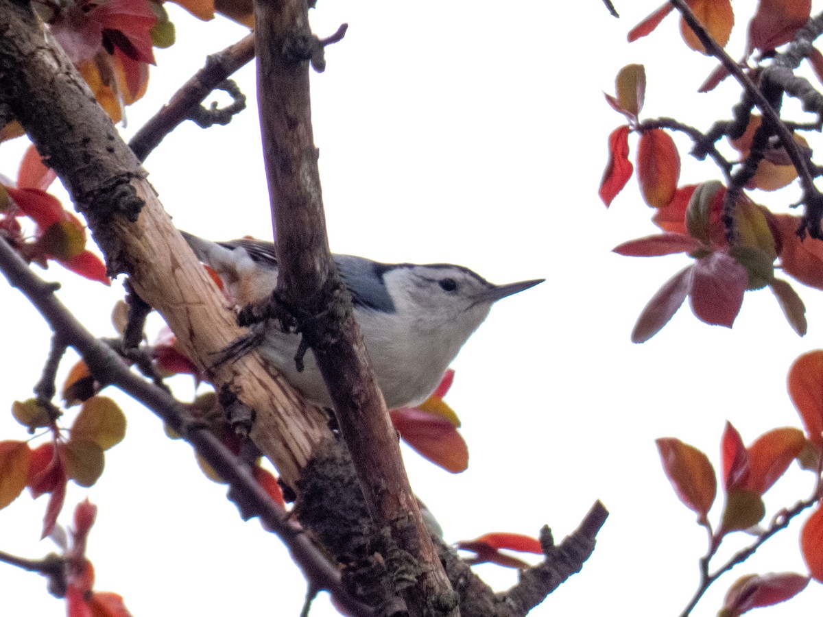 White-breasted Nuthatch - ML234389721