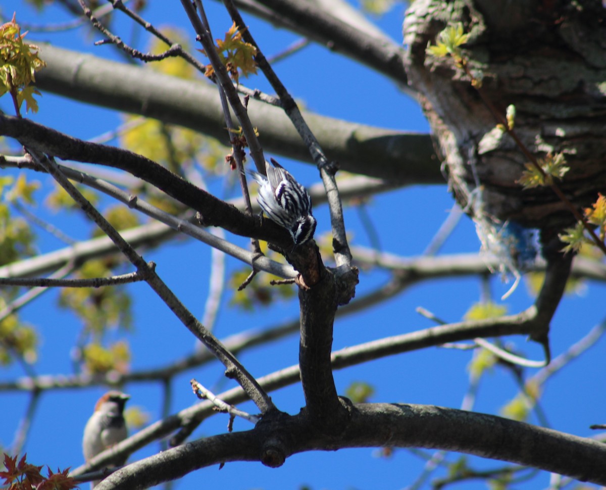 Black-and-white Warbler - ML234390321