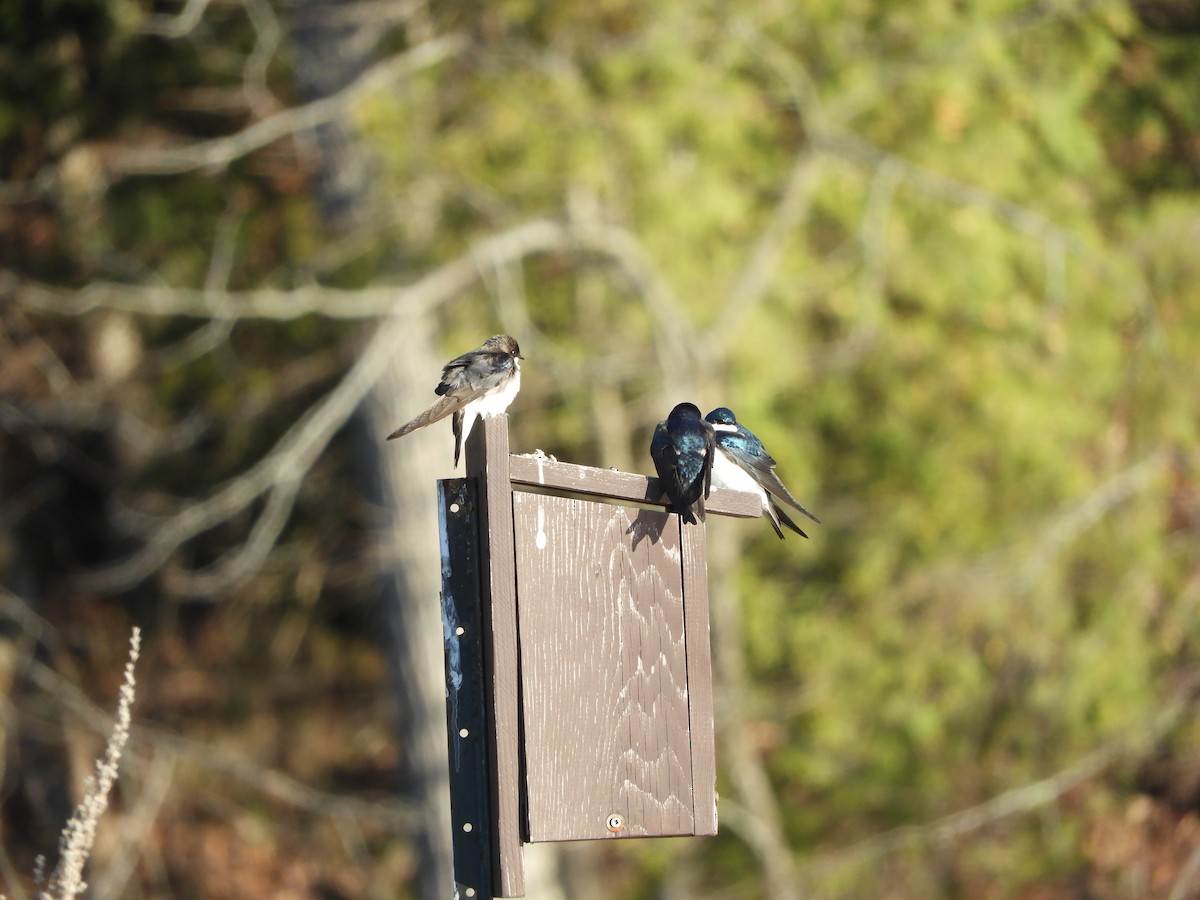 Tree Swallow - ML234390801