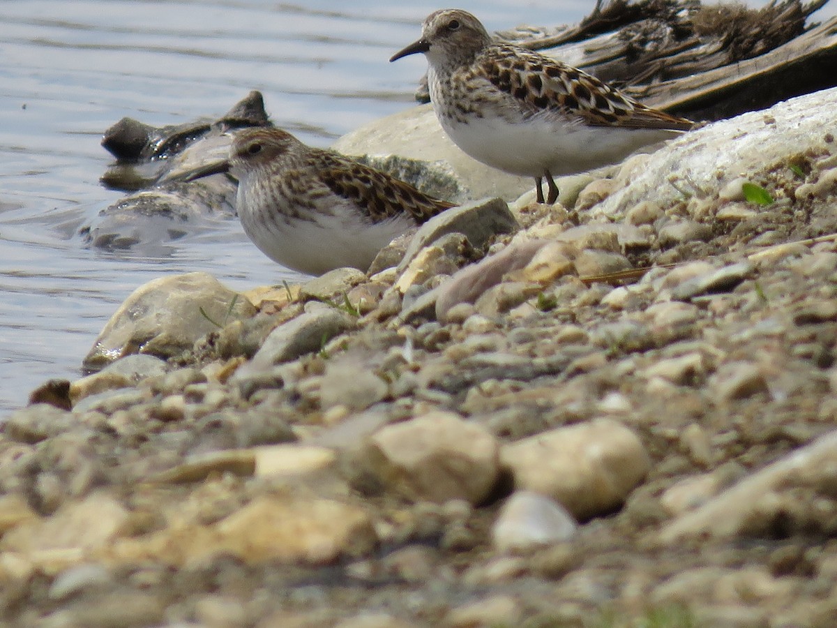 Least Sandpiper - ML234392001