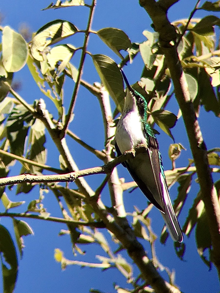 Black-eared Fairy - Bruno Rennó