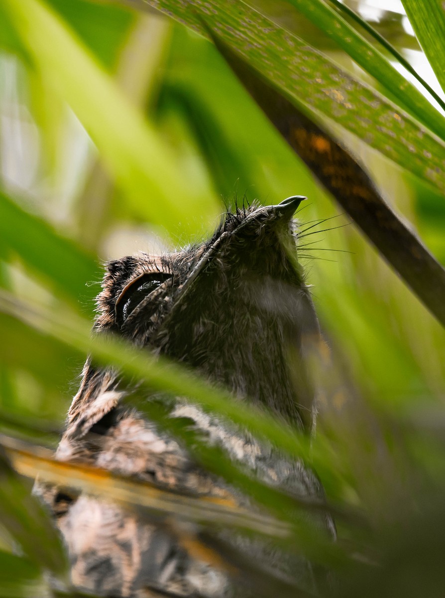 Common Potoo - ML234396981