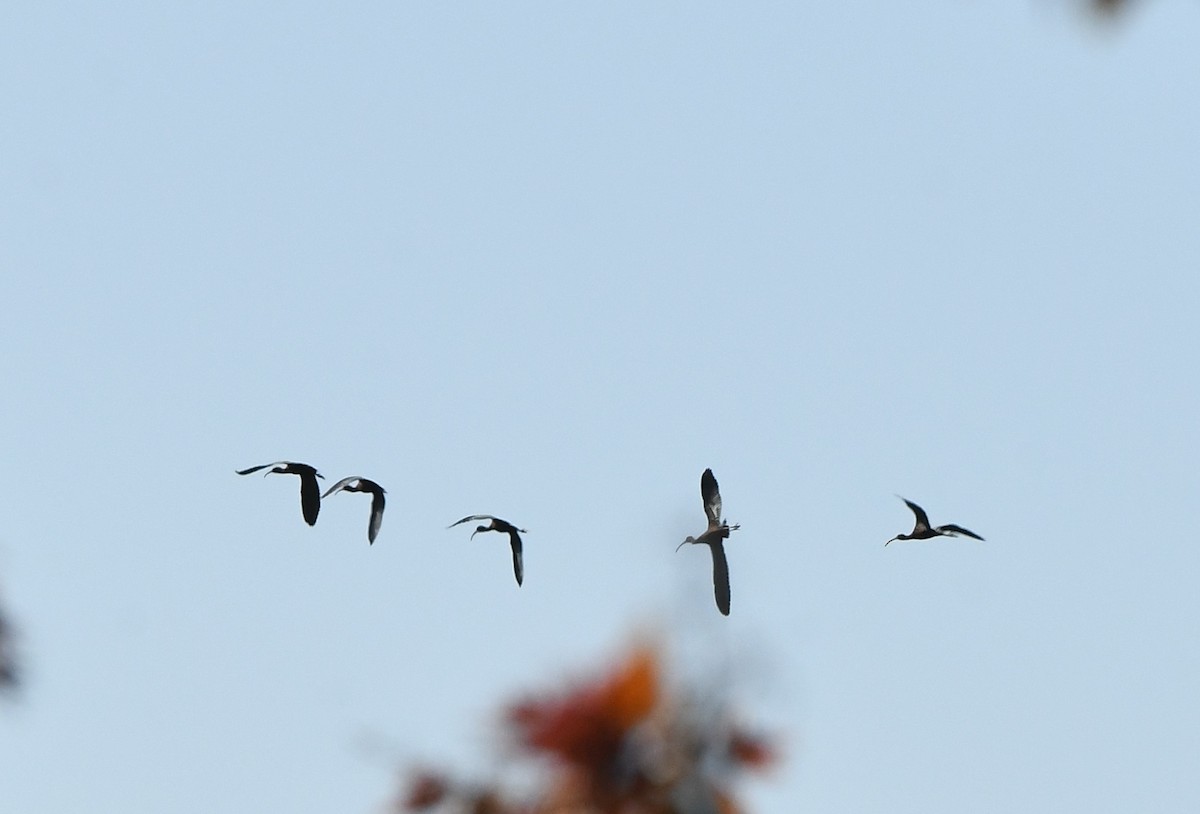 Glossy Ibis - ML234397131