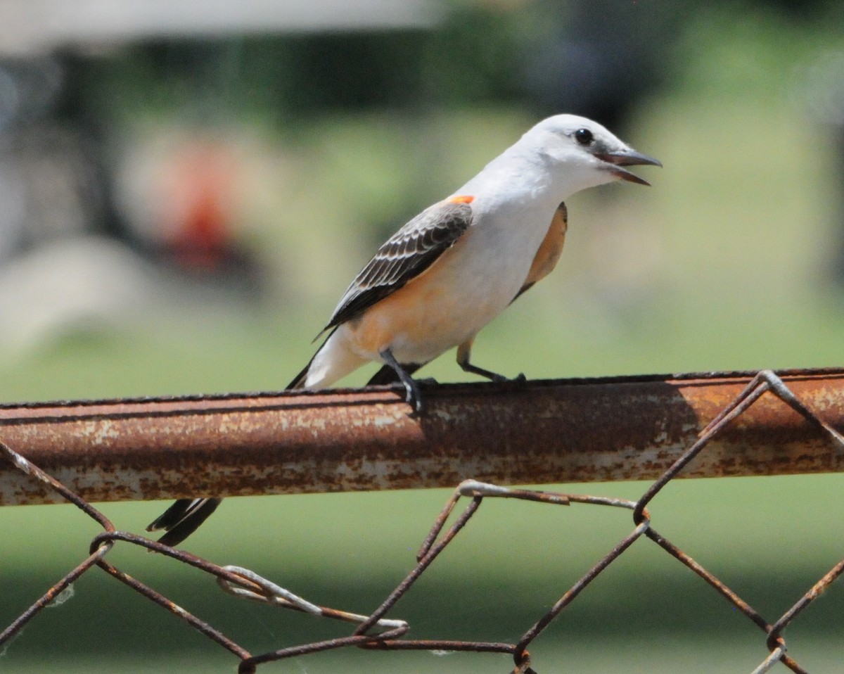 Scissor-tailed Flycatcher - ML234398401